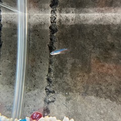 グリーンネオンテトラと水槽一式