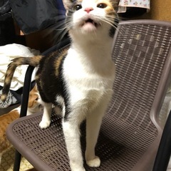 ミケちゃんメス6さい − 滋賀県