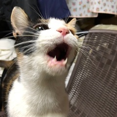 ミケちゃんメス6さい - 猫