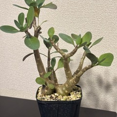 【希少美品】オトンナ　トリプリネリビア の画像