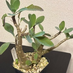 【希少美品】オトンナ　トリプリネリビア の画像