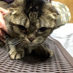スコMIXキジトラポコちゃん6さい - 近江八幡市