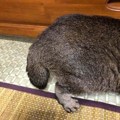 スコMIXキジトラポコちゃん6さい - 猫