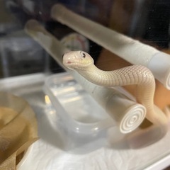 爬虫類用飼育ケージ90サイズ