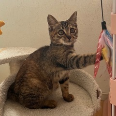 【決定！！】可愛い茶キジの子猫🐱🎀