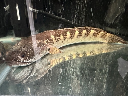 熱帯魚  スネークヘッド