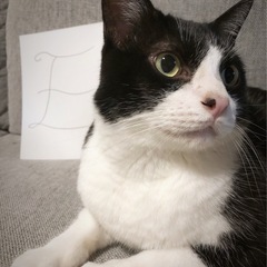 オスのハチワレ人懐っこいなつめくん