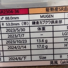 大型血統能勢産オオクワガタ　3
令幼虫の画像