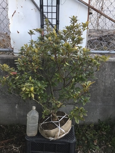 ケラマツツジ　１００センチ