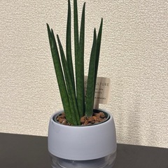 サンセベリア　ハイドロカルチャー（ブルー）の画像