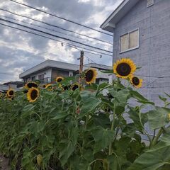 副業、ダブルワークの畑、田んぼ作り！！ − 和歌山県