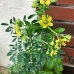 コヘンルーダの苗や種
