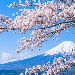 【すごい！】お花見会in上野公園 - 台東区