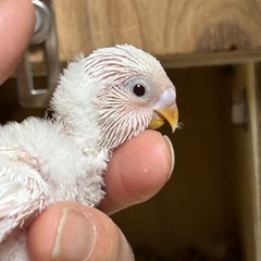 ジャンボセキセイインコ雛