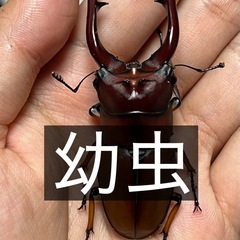 幼虫　アスタコイデスノコギリクワガタ(スマトラ)