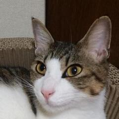 きじ白(リーちゃん)をお願いします！