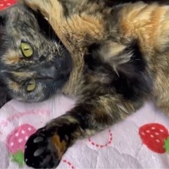 シアワセのサビちゃん♡もふもふ♡女の子♡避妊済み3歳 - 里親募集