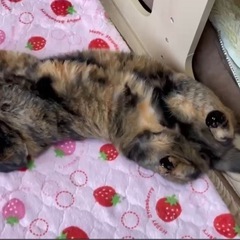 シアワセのサビちゃん♡もふもふ♡女の子♡避妊済み3歳