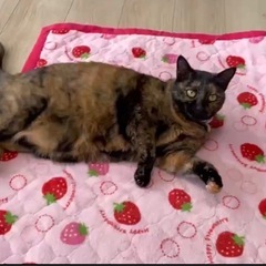シアワセのサビちゃん♡もふもふ♡女の子♡避妊済み3歳 - 猫