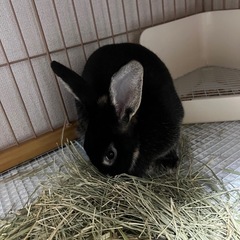 環境の変化の為飼い続けることが困難になりました。