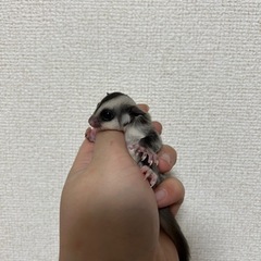 フクロモモンガの集い🫶