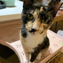 誰にでも懐っこい小柄な三毛猫さん