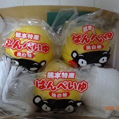 晩白柚の画像