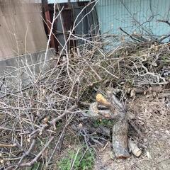 枯れ木 枝 葉っぱ 木 老木 岩 石 ご自由に いくらでも お持ち帰りくださいの画像