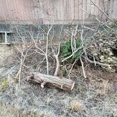 枯れ木 枝 葉っぱ 木 老木 岩 石 ご自由に いくらでも お持...