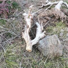 枯れ木 枝 葉っぱ 木 老木 岩 石 ご自由に いくらでも お持ち帰りくださいの画像