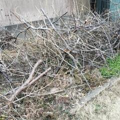 枯れ木 枝 葉っぱ 木 老木 岩 石 ご自由に いくらでも お持ち帰りくださいの画像