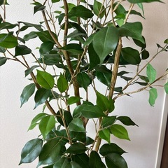 150cm フェイクグリーン 観葉植物 ベンジャミンの画像