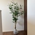 ランキングキーワードに紐づく投稿画像-観葉植物