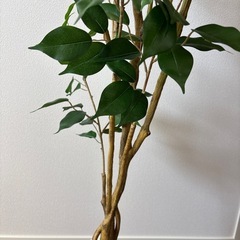 150cm フェイクグリーン 観葉植物 ベンジャミンの画像
