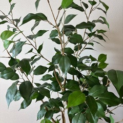 150cm フェイクグリーン 観葉植物 ベンジャミンの画像