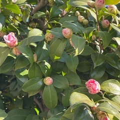 ①挿し穂　椿　挿し木　ツバキ　無農薬　蕾たくさん　80サイズ箱