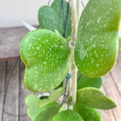 観葉植物　ホヤ　カーリー　スプラッシュ　ハートホヤ