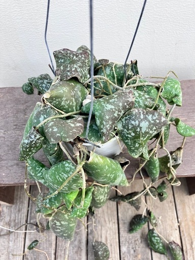 観葉植物ホヤ　インブリカータ