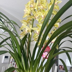 シンビジューム植木鉢