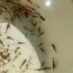 ミナミヌマエビの画像