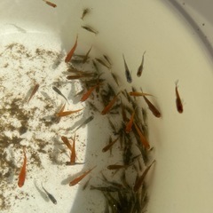 ランダム　メダカ5匹の画像