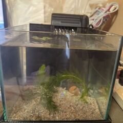 メダカ飼育セット！メダカ付き！5匹位は確定！