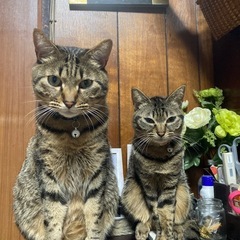 キジトラ　メス　３歳 - 木更津市