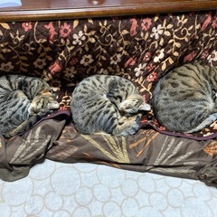 キジトラ　メス　３歳