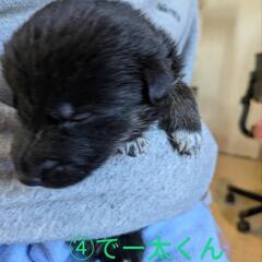 【応募〆切り】子犬の里親さん募集開始です！