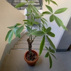 【今日、明日優先】観葉植物