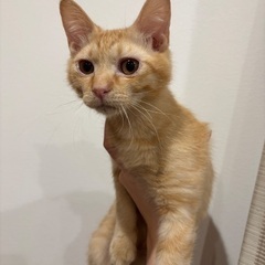 茶トラの男の子の里親募集してます。