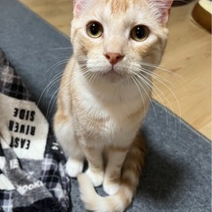 （オス）アメショ&ラグドールM ix〈大至急〉里親探しております