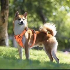 犬ハーネス(Mサイズ)の画像