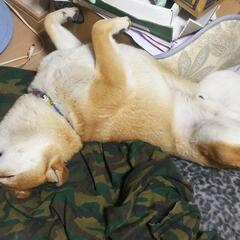 僕、番犬出来ます - 犬